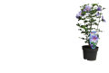 Hibiscus syriacus 19 cm potte